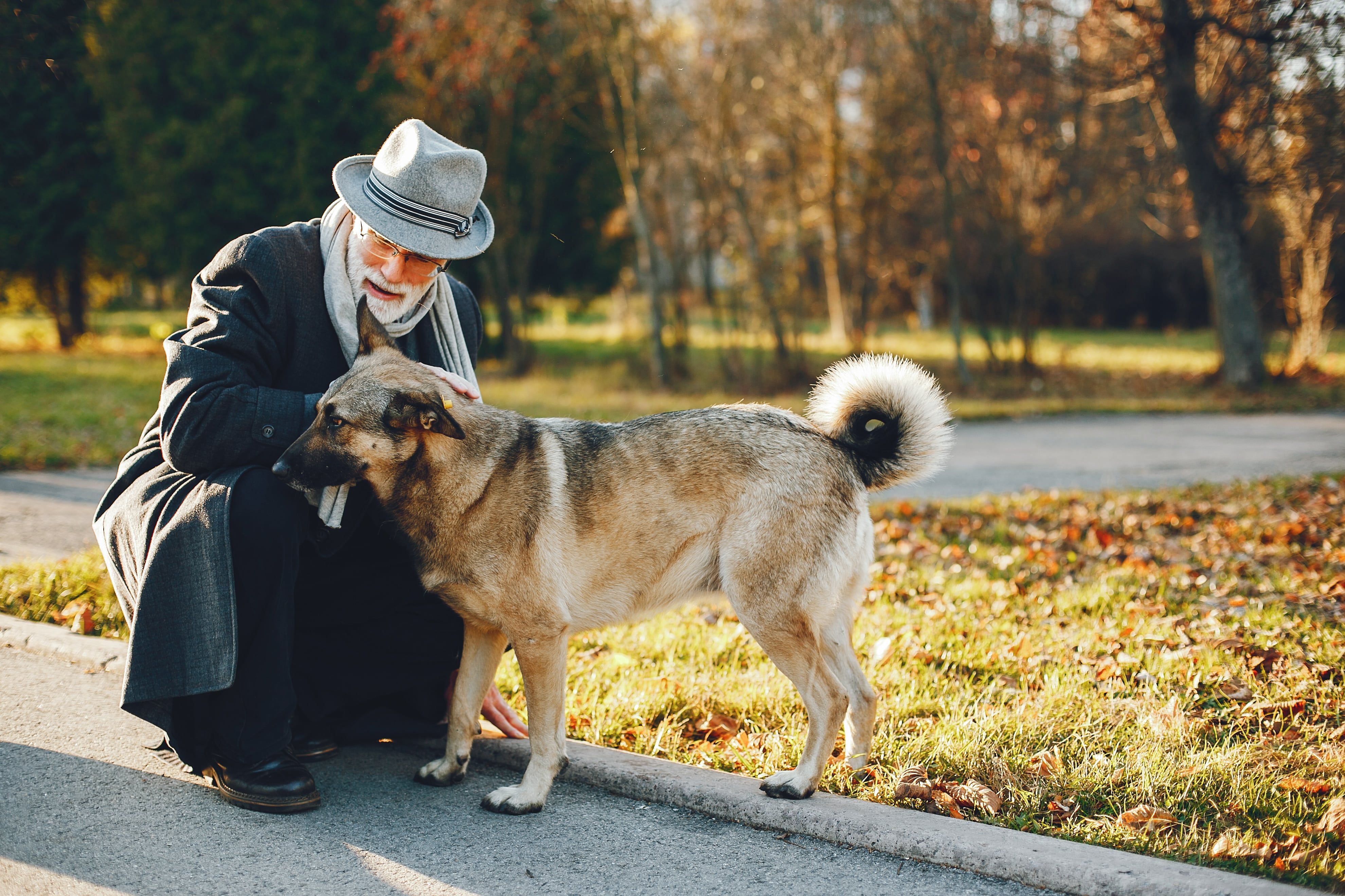 Собаки в пожилом возрасте: особенности ухода и поддержки здоровья в старости