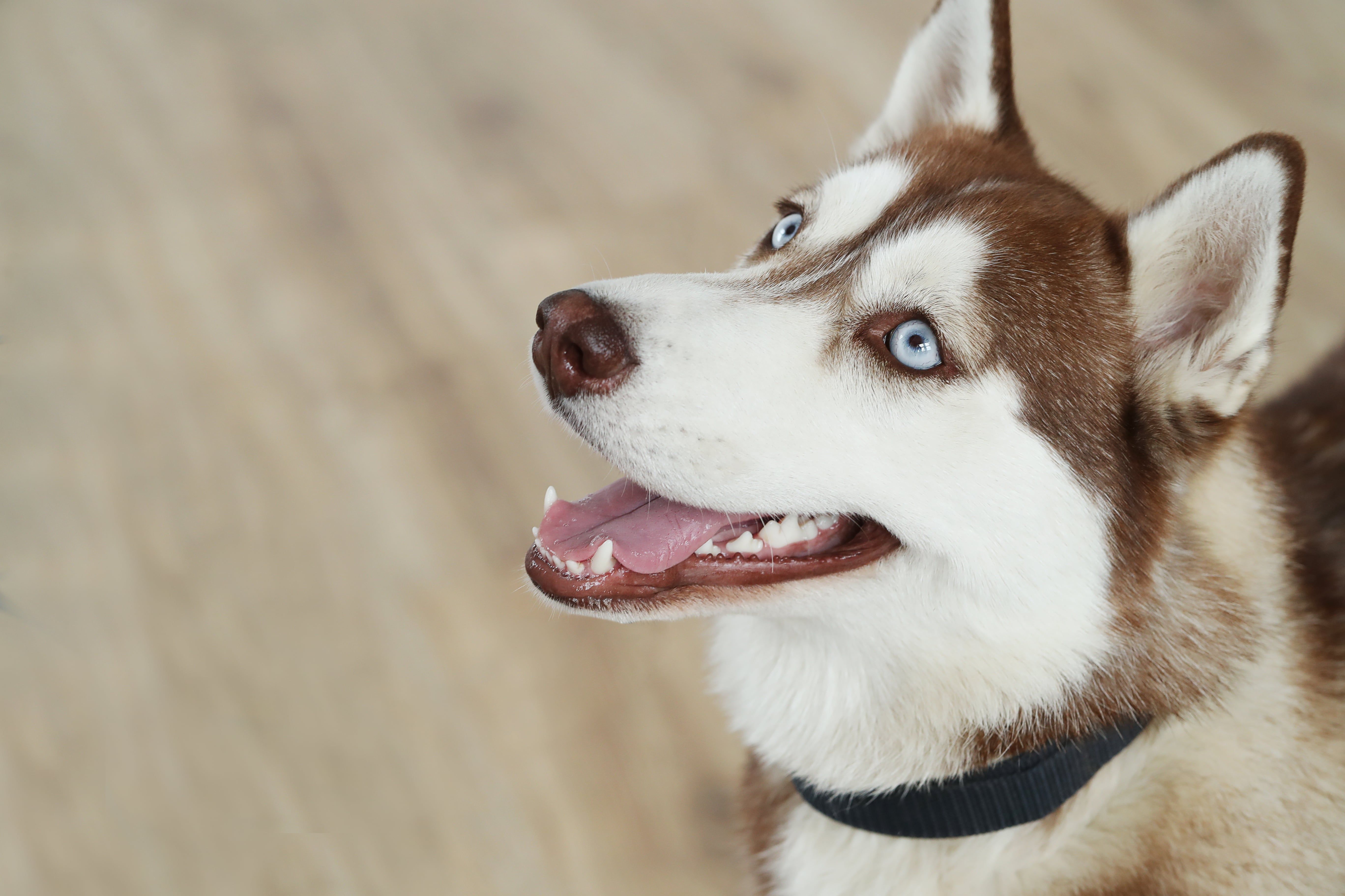 Уход за зубами вашей собаки: Почему это так важно?