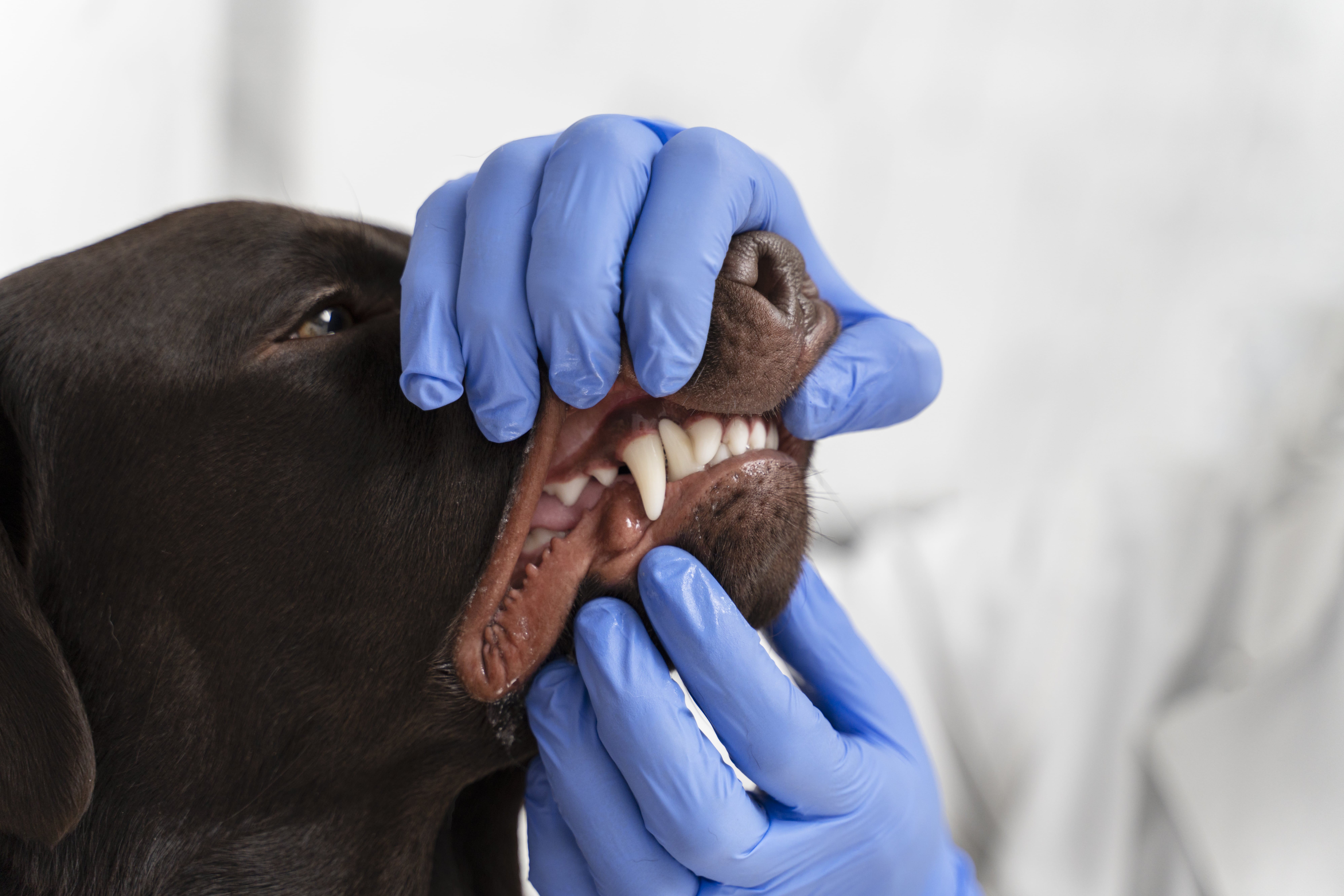 Уход за зубами собаки: важность профилактики зубного налета