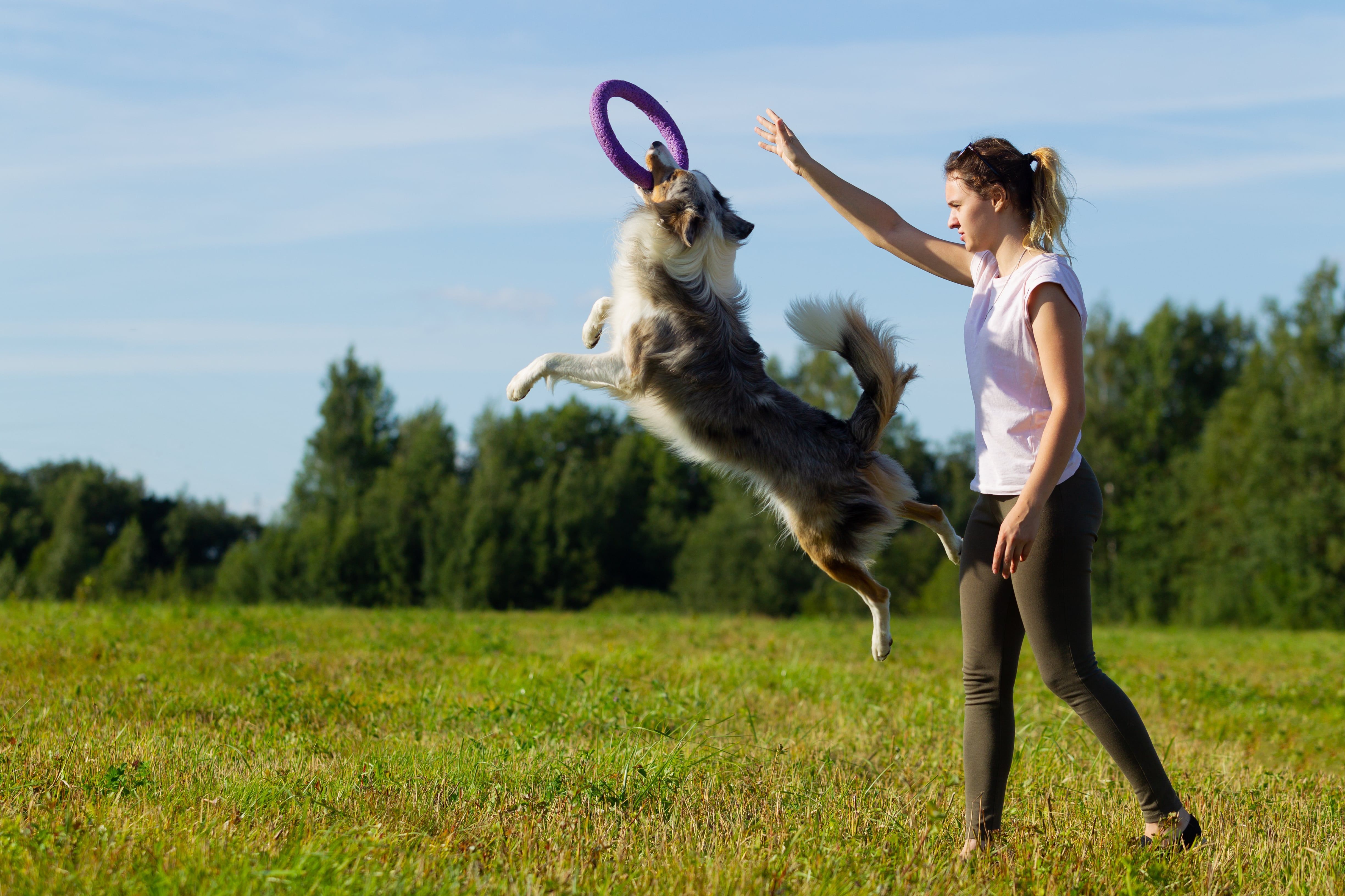 Тренировка вашей собаки: эффективные методы и принципы