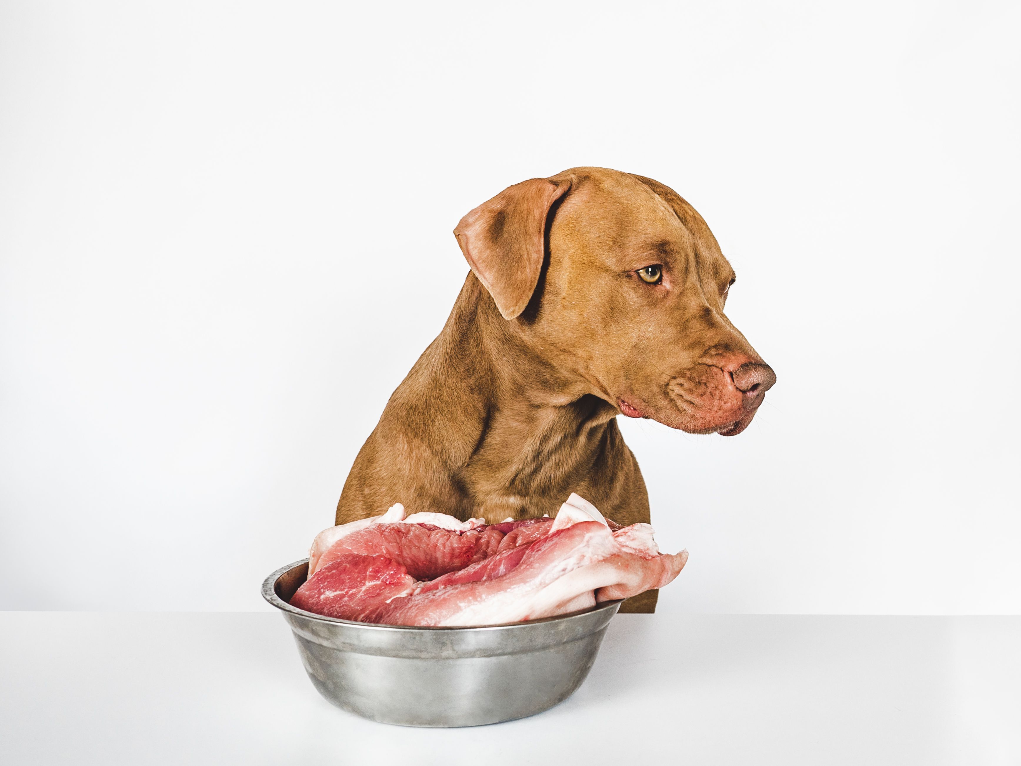 Питание собак: как составить здоровый рацион