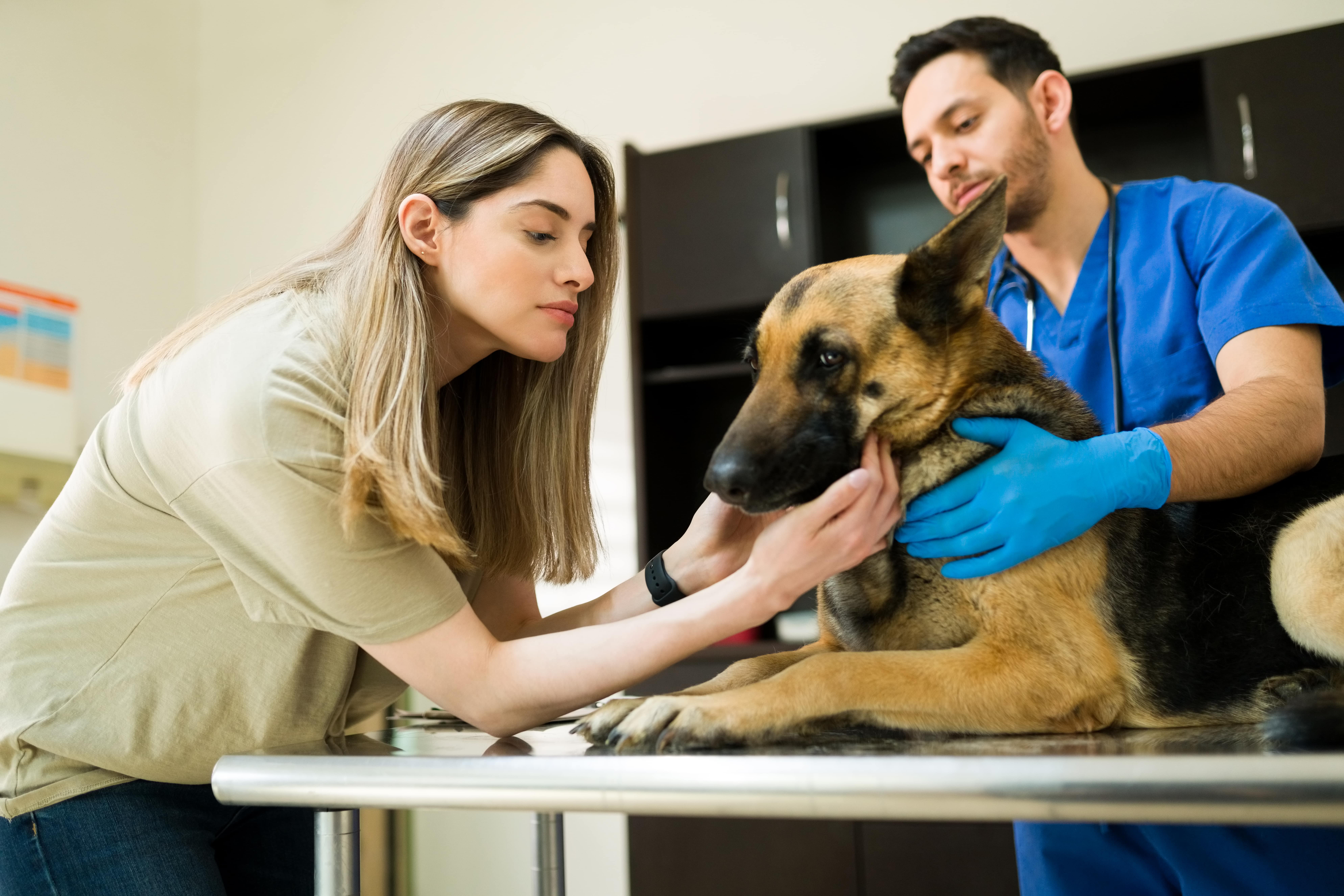 Важность регулярных ветеринарных осмотров для здоровья собаки