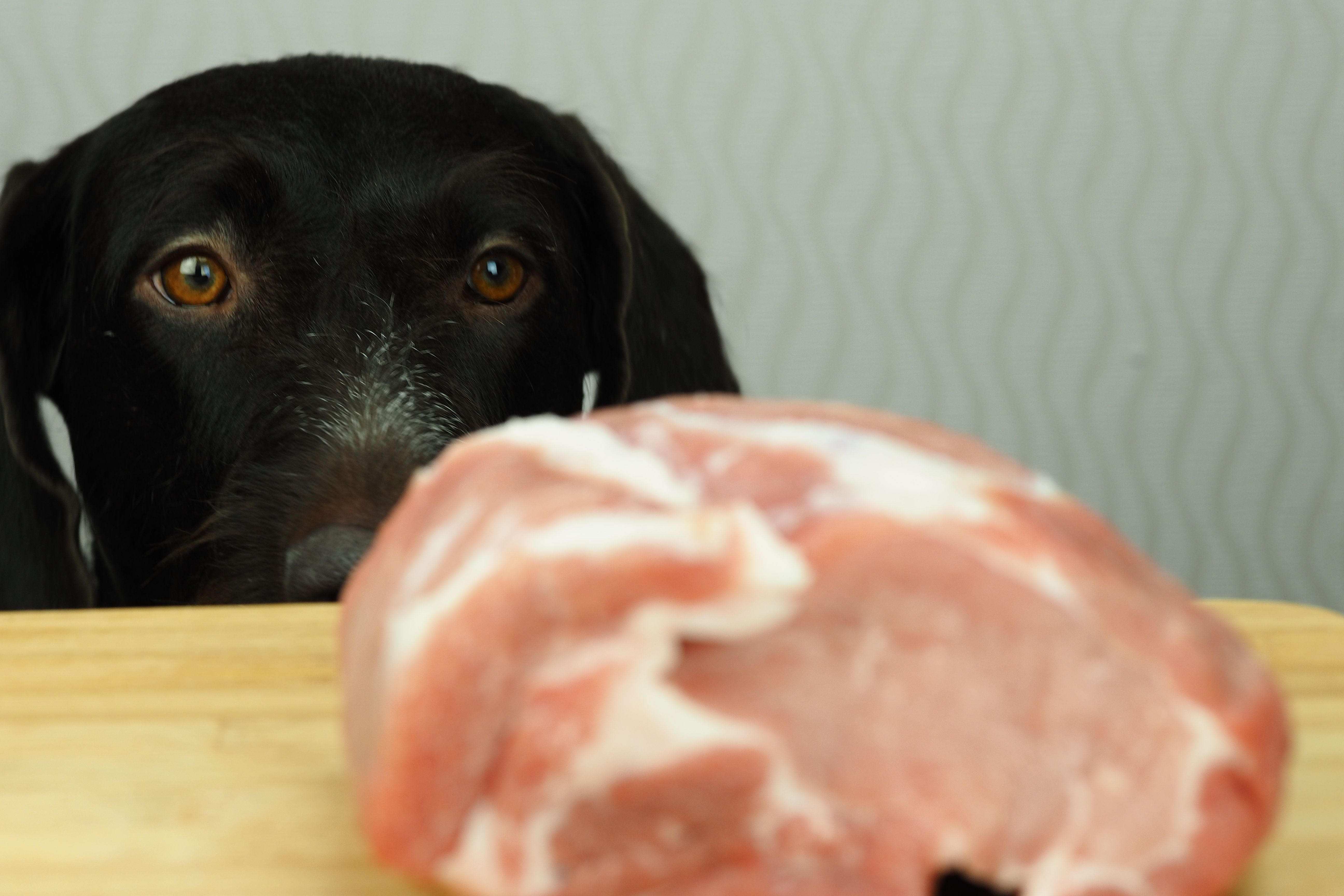 Почему собакам нужно давать разные виды мяса? Почему собакам нужно давать разные виды мяса?