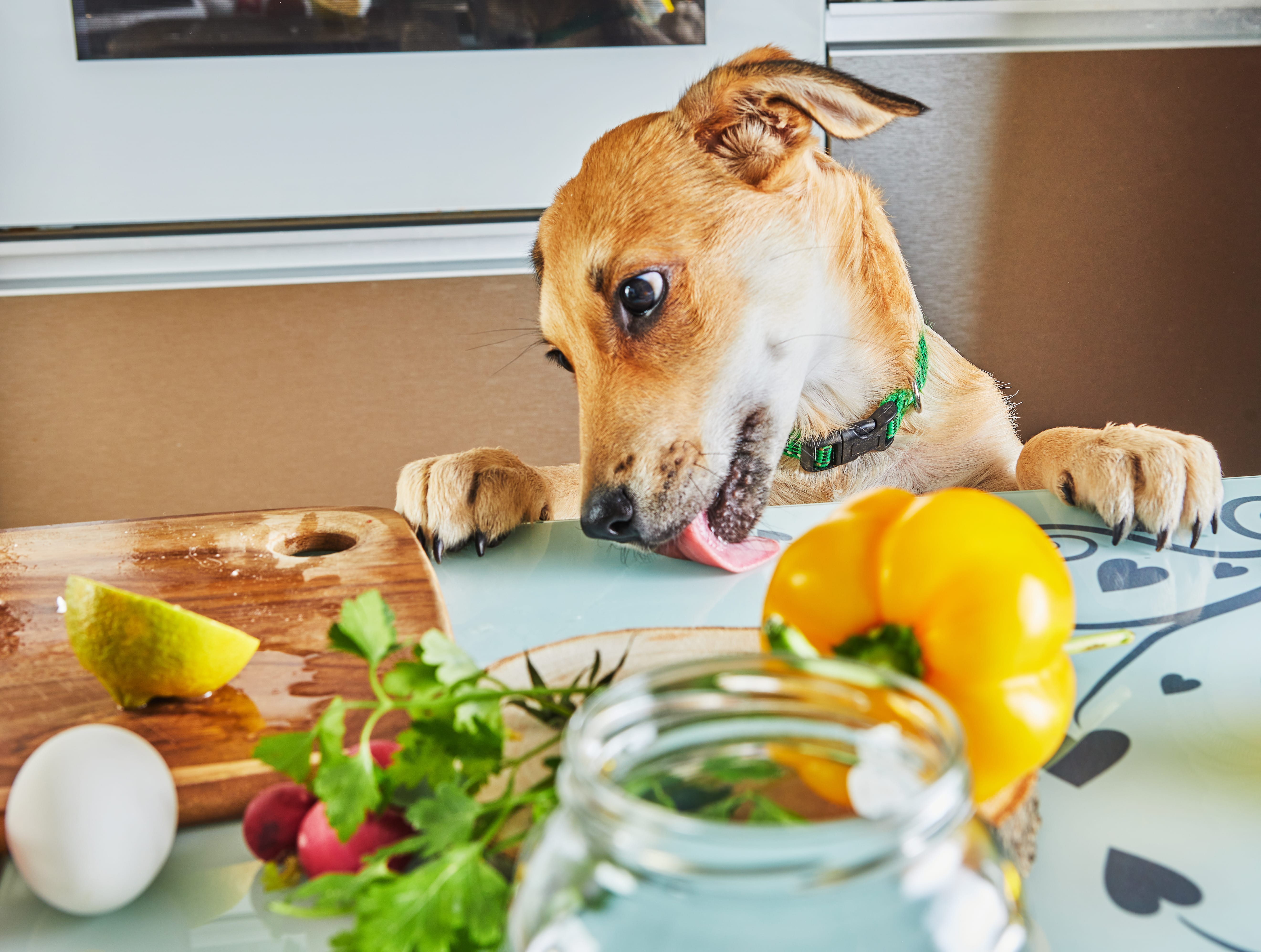 Здоровое питание собаки: как составить сбалансированный рацион