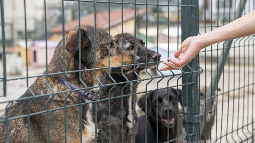 person-reaching-dogs-through-fence-shelter (1)-min.jpg