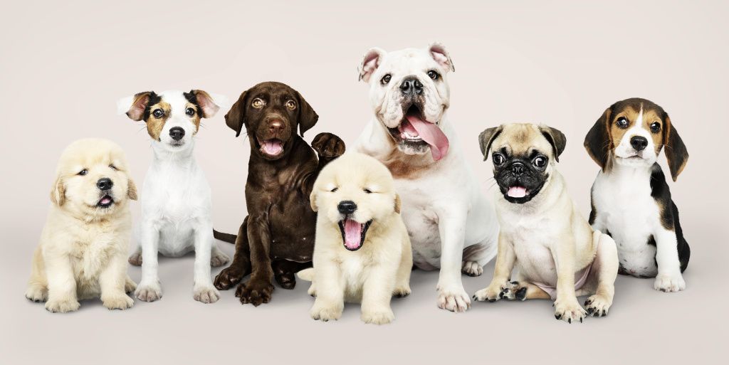 group-portrait-adorable-puppies-min.jpg