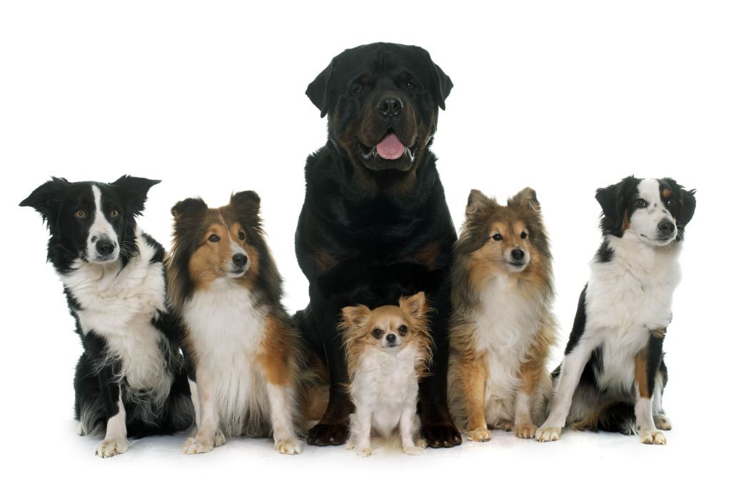 six-beautiful-dogs-min.jpg