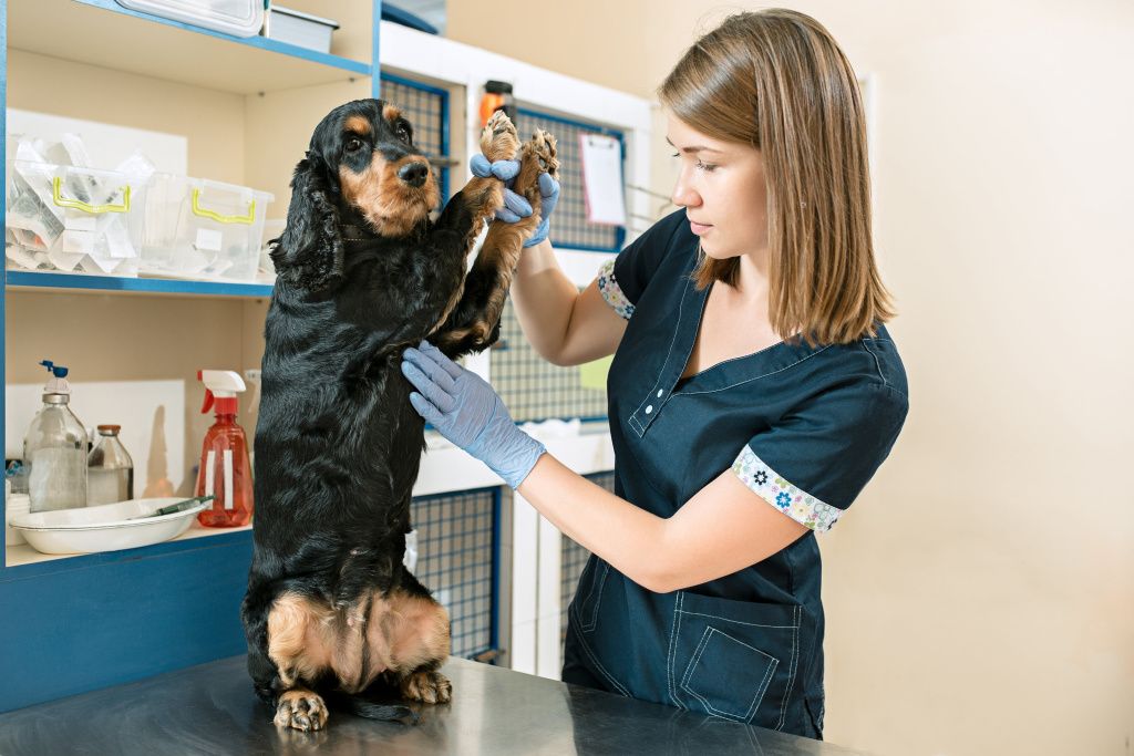 medicine-pet-care-people-concept-dog-veterinarian-doctor-vet-clinic-min.jpg