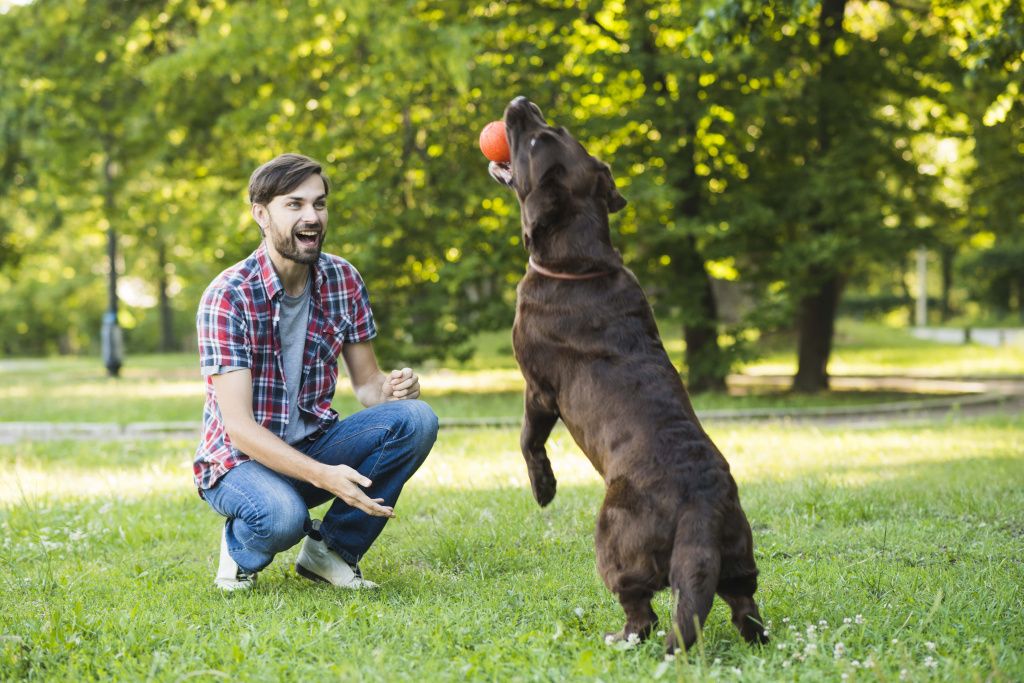 man-looking-his-dog-holding-ball-mouth-min.jpg