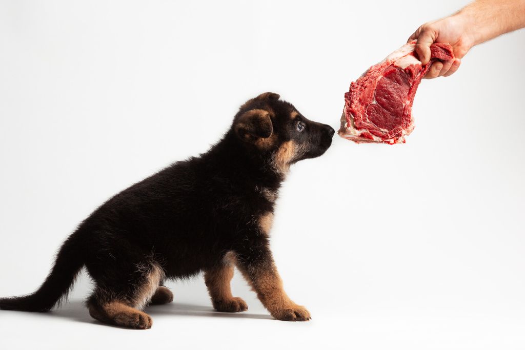 2-month-puppy-german-shepherd-eating-playing-with-beef.jpg