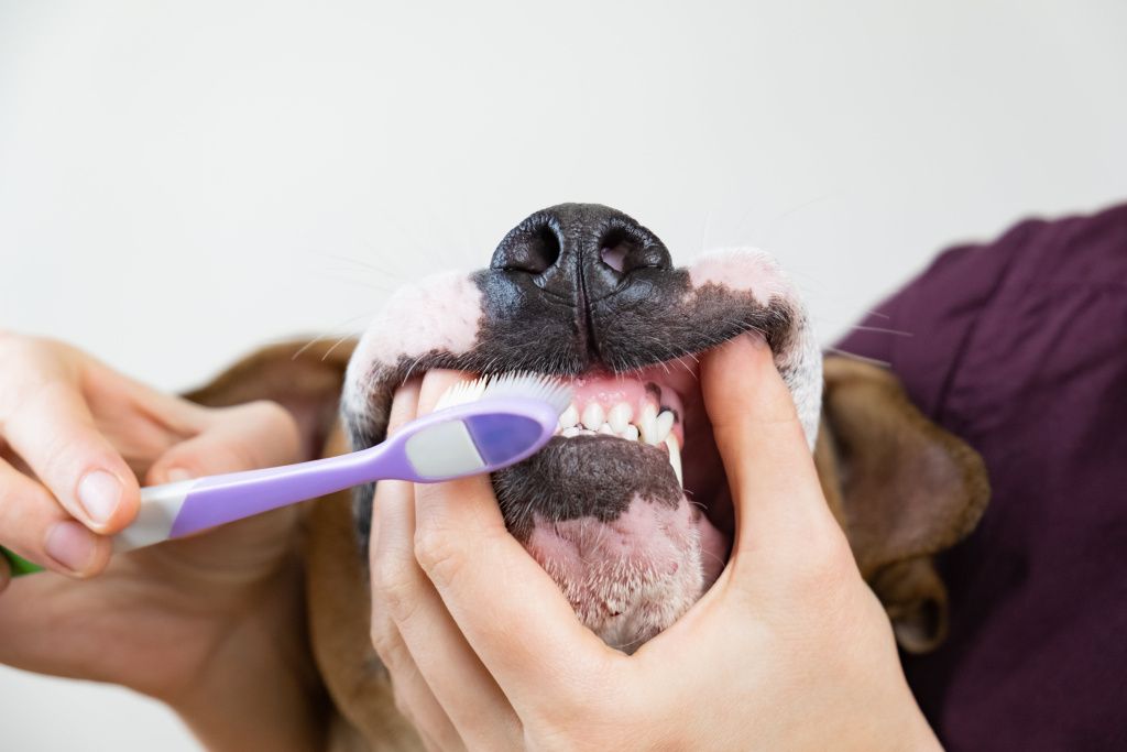 brushing-dog-s-teeth-dental-hygiene-concept-pet-owner-cleans-teeth-dog-with-toothbrush-min.jpg