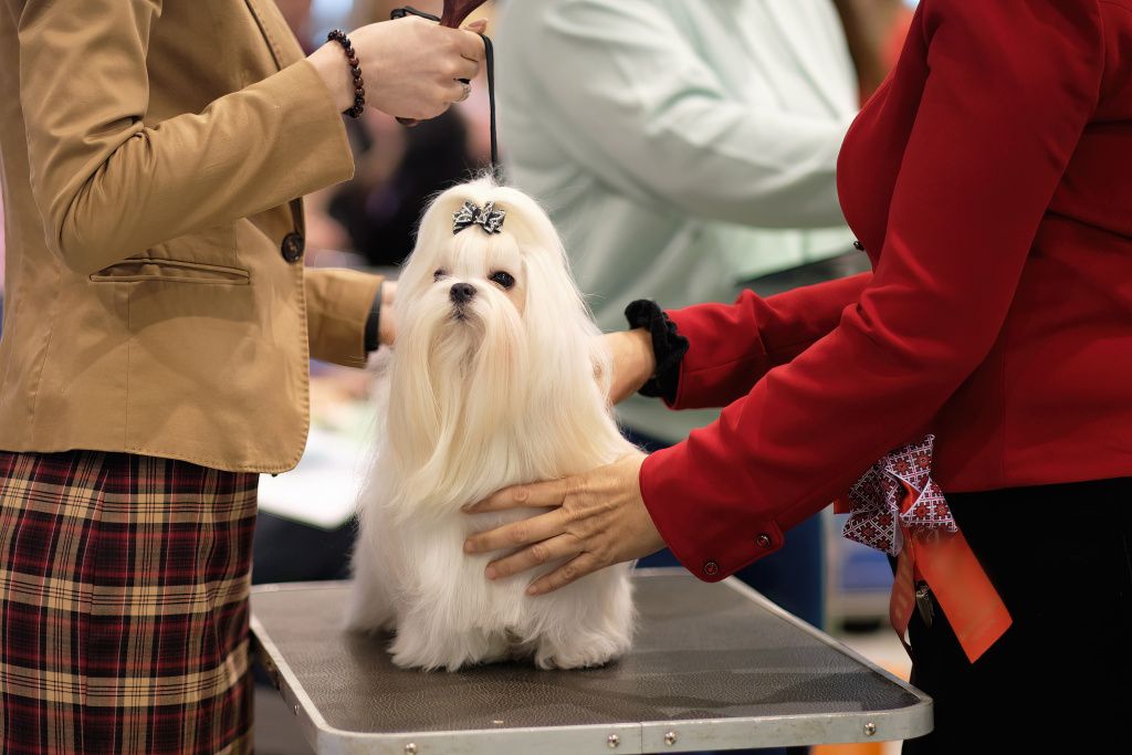 specialist-examines-maltese-lapdog-dog-show-min.jpg