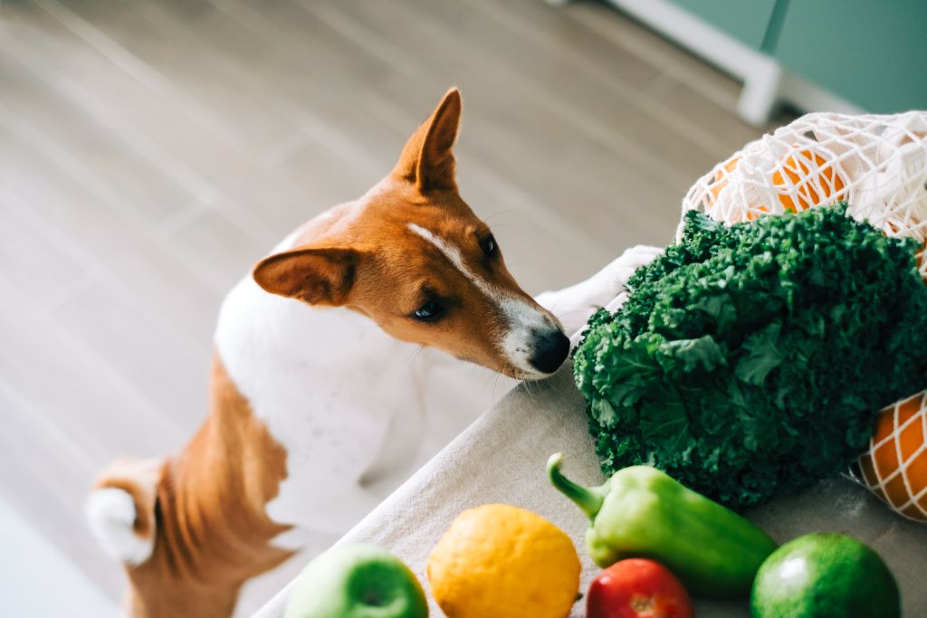 curious-basenji-dog-puppy-climbs-table-with-fresh-vegetables-home-kitchen.jpg