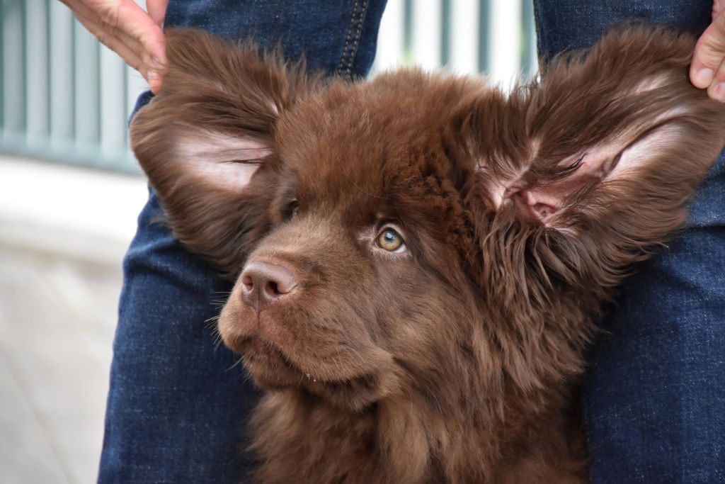 silly-looking-chocolate-brown-puppy-looking-like-ewok (1)-min.jpg
