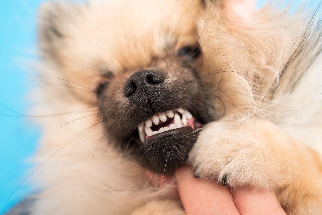 pomeranian-puppy-dental-issues-malocclusion-baby-teeth-double-milk-fang-min.jpg