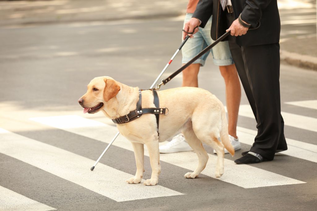young-man-helping-blind-man-with-guide-dog-pedestrian-crossing-min.jpg