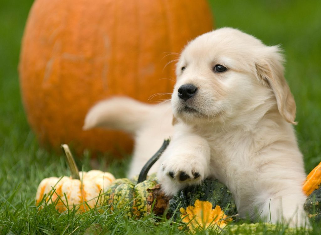 selective-focus-shot-pumpkins-ground-with-cute-golden-retriever-puppy-min.jpg