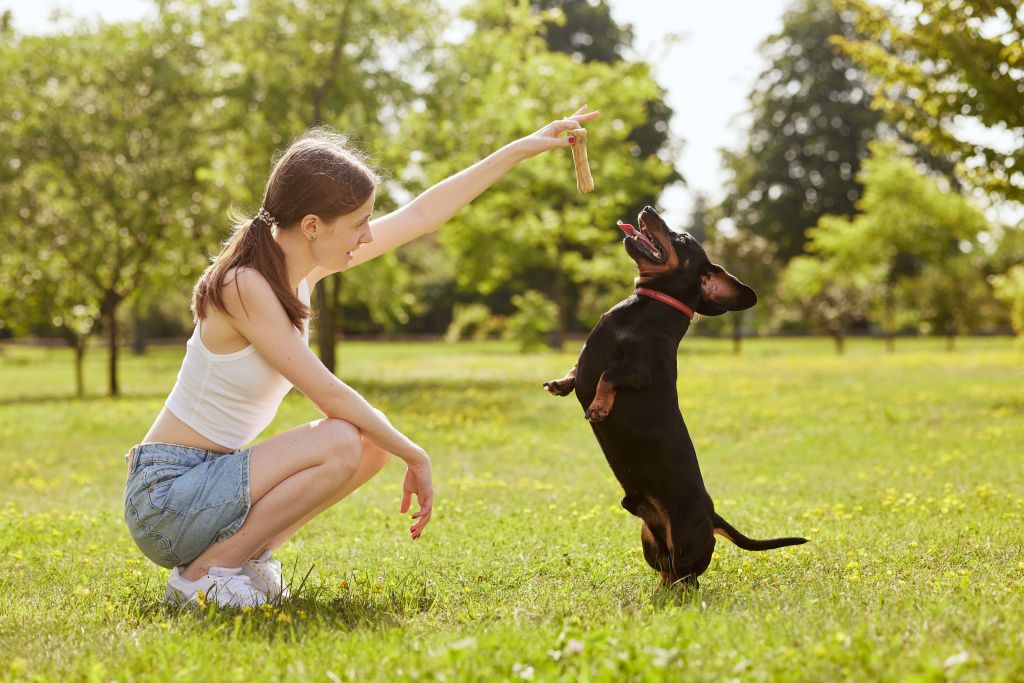 young-girl-trains-dachshund-dog-park-sunny-day-dog-with-bone-min.jpg